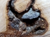 Rocks imbeded in maple root burl